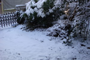 今年の雪は大変です