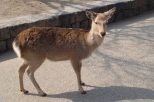 草食恐竜の生きる道