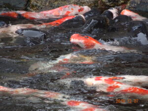 死は「浄化」なり