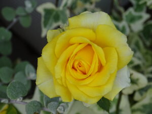 高市外交大成果から始まる