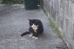 カンニング竹山、ラサール石井は面白くない