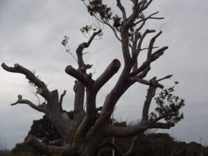 虫国に媚びを売り、虫国の言いなりになる男