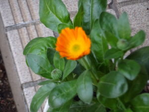 小虫国は火遊びはやめた方が良い