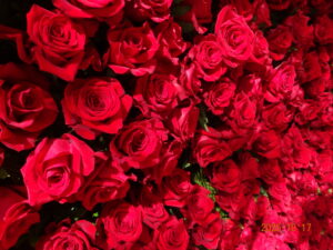 支離滅裂小虫国の最後の日