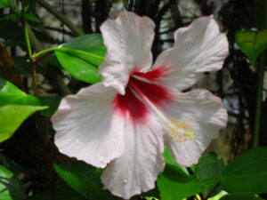 国会議員とは何か