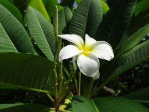 自滅するのは中核野党か中国共産か