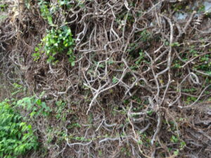 虚しいイランの陰り