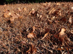 イランの次男はどうディールする